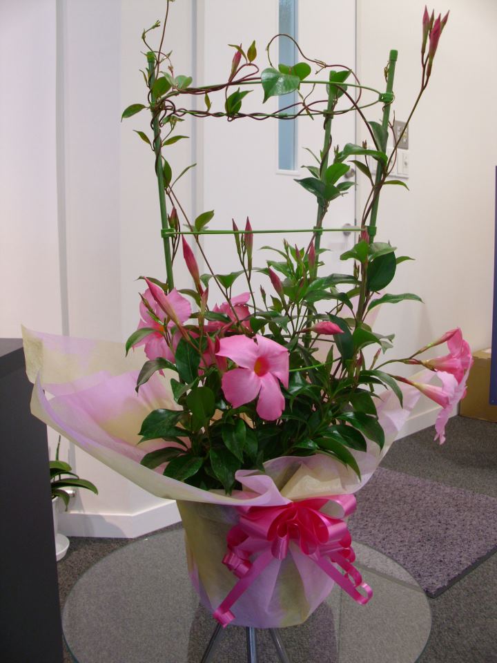 本日は母の日なり☆★