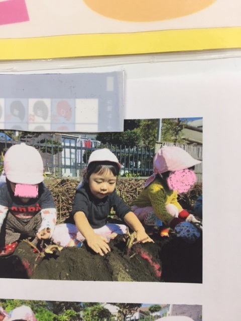 サツマイモ堀り