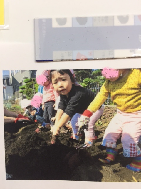 サツマイモ堀り
