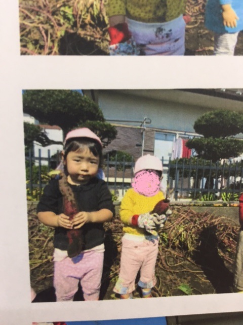 サツマイモ堀り