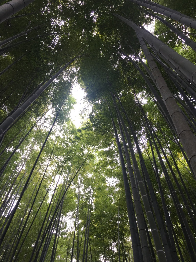 お散歩