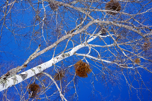 フランスのお正月 その1