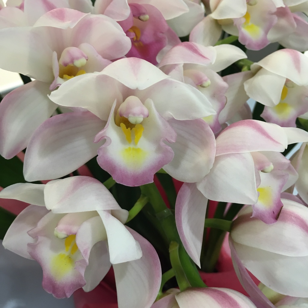 サプライズ！！