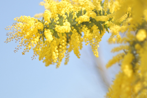 ミモザの季節