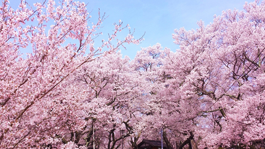 桜