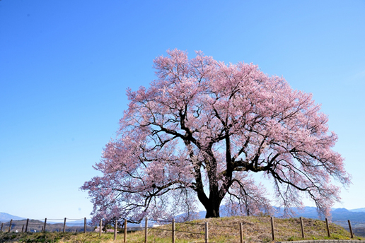 桜