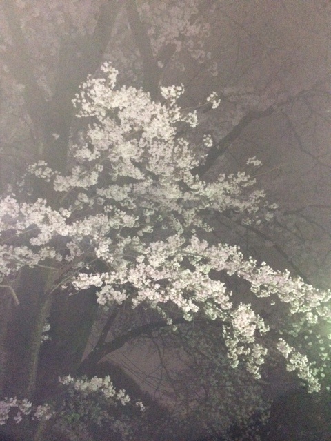 夜桜見学