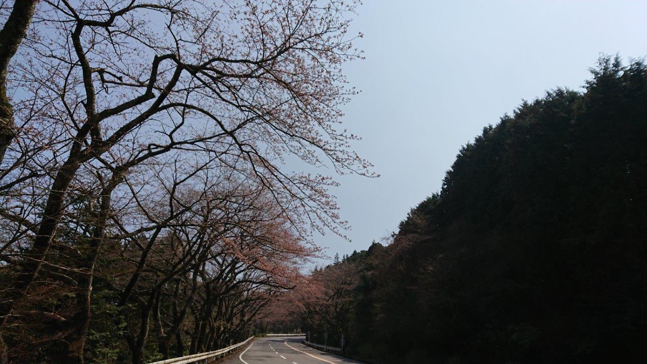 箱根に桜を見に行ってきました。　が…