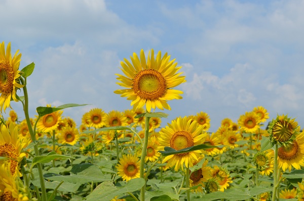 夏休み終わってしまいました