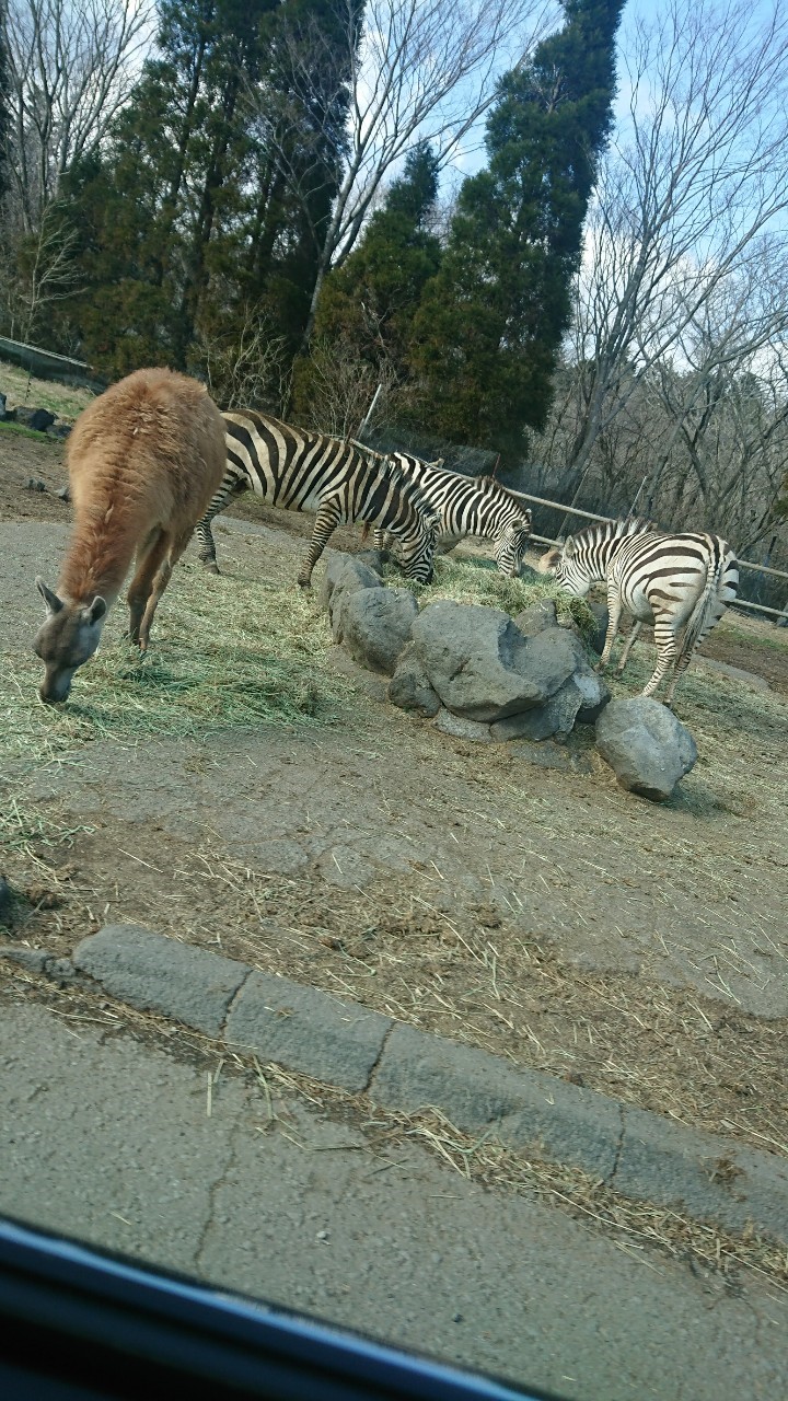 ホントにホントにライオンだ！