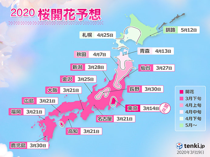 満開の桜が楽しみです❀