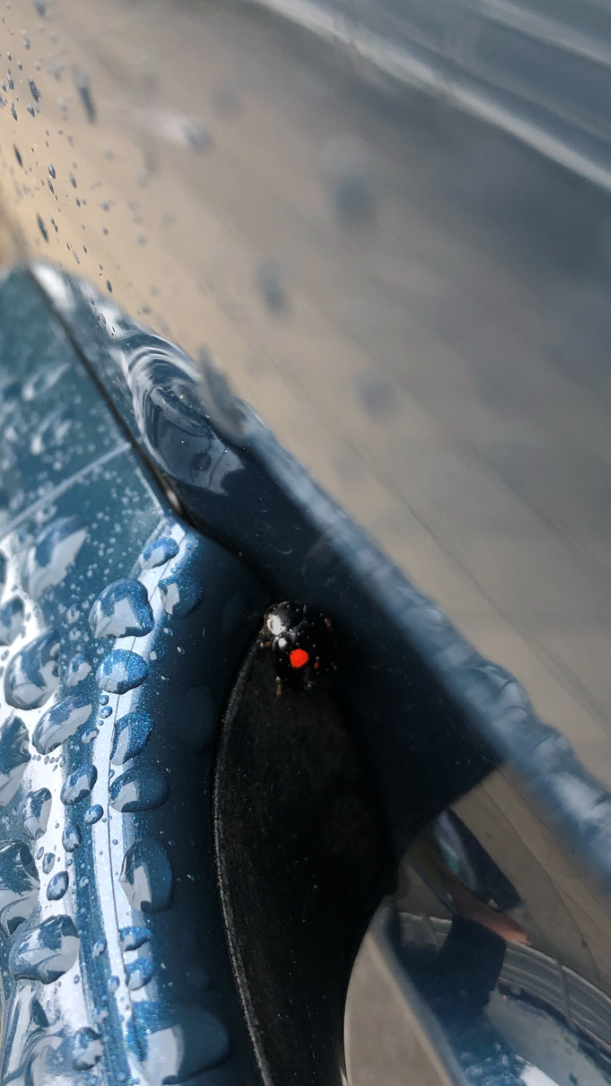 テントウムシ