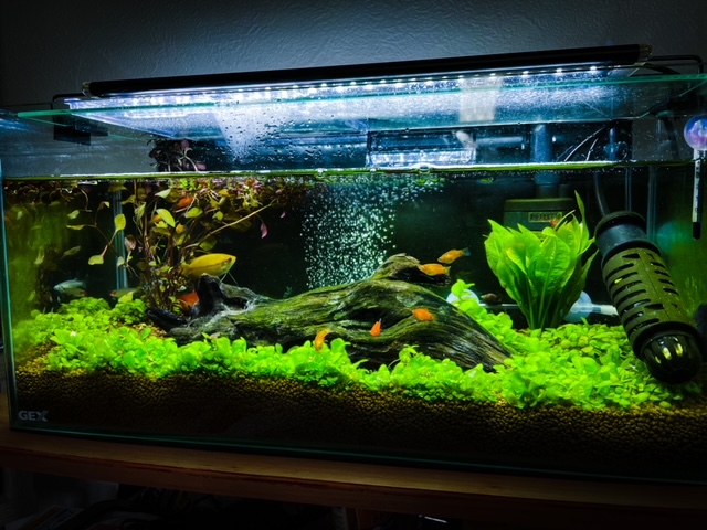 熱帯魚