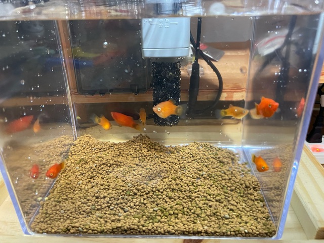 熱帯魚水槽