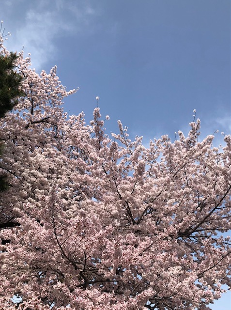 桜