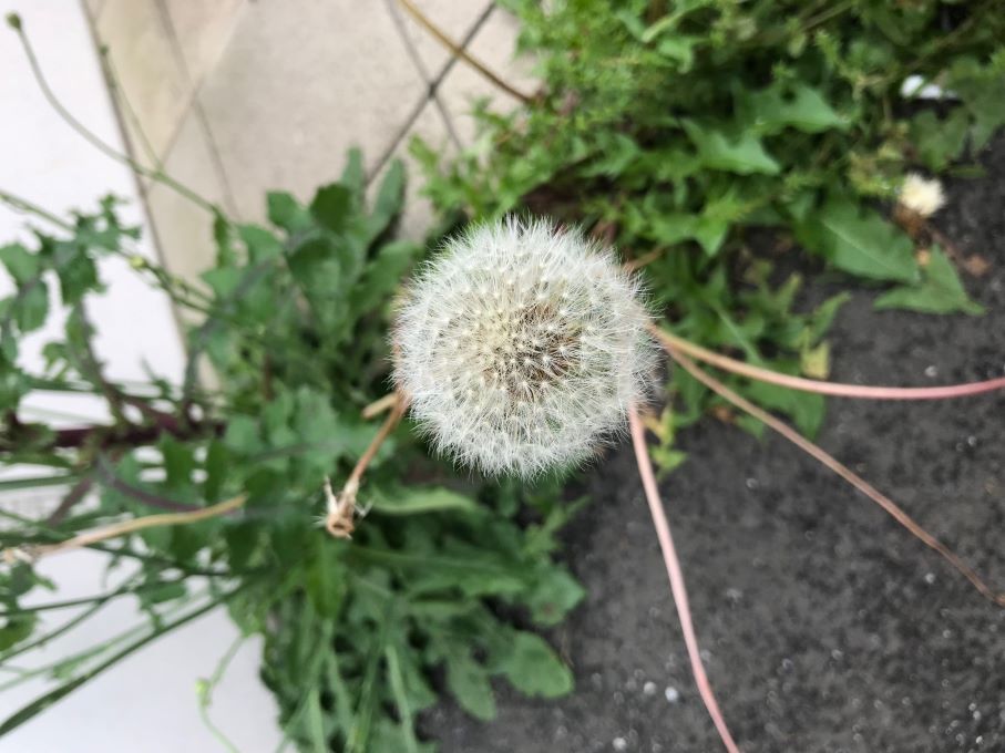 たんぽぽ