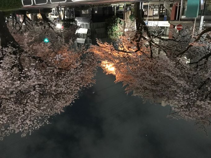 夜桜