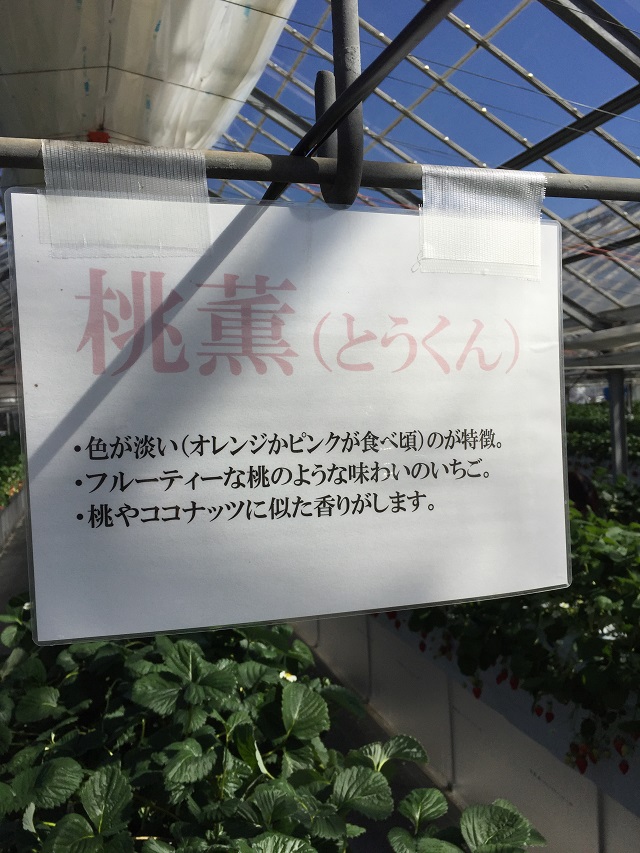 イチゴ狩りへ