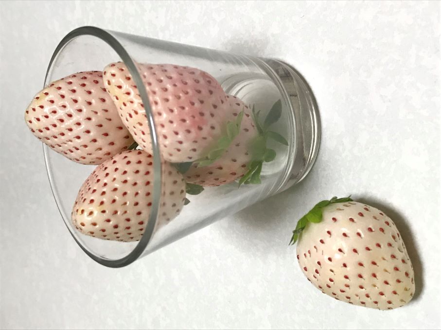 白イチゴ🍓