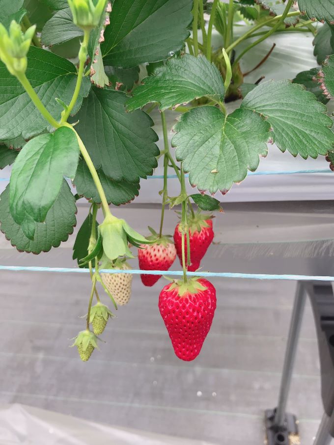 🍓いちごの日🍓
